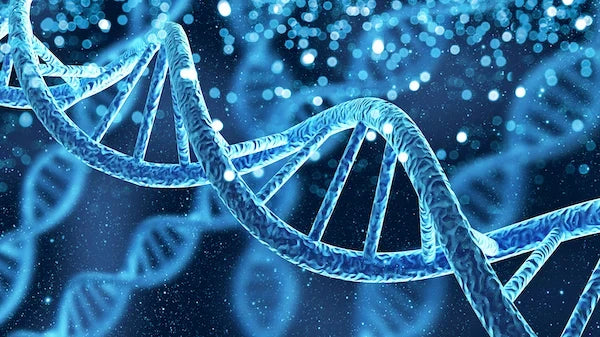 3D DNA double helix representing epigenetics and gene regulation in skin aging