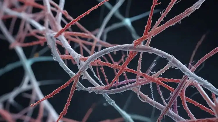 Scientific illustration of fibronectin interacting with integrins in the skin extracellular matrix