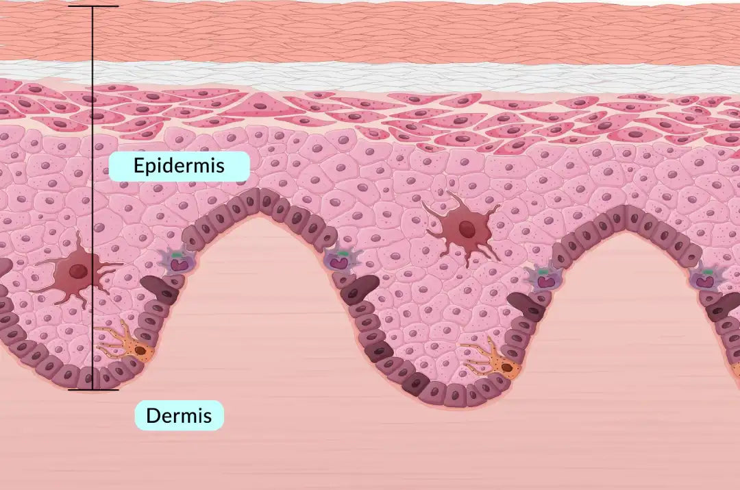 Hypodermis and subcutaneous tissue beneath the dermis in a skin anatomy illustration