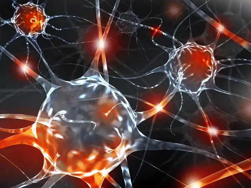 Neuroimmune pathway in skin showing sensory nerves, TRPV1, neuropeptides, mast cells and vascular response