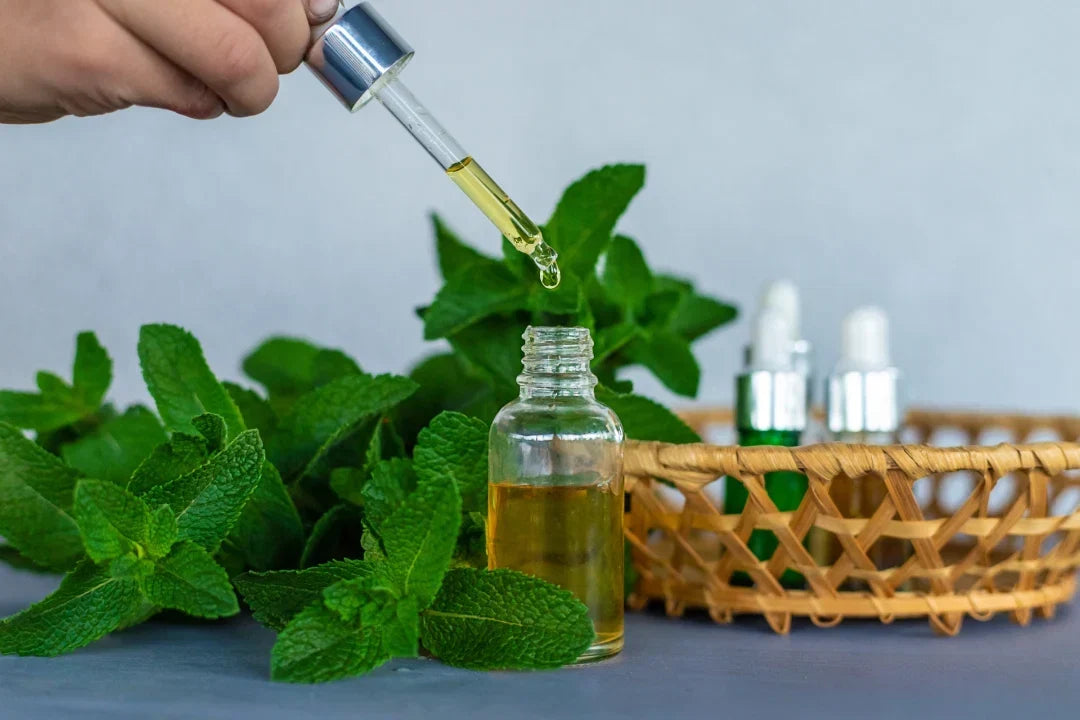"Peppermint (Mentha × piperita), source of menthol-rich peppermint essential oil"