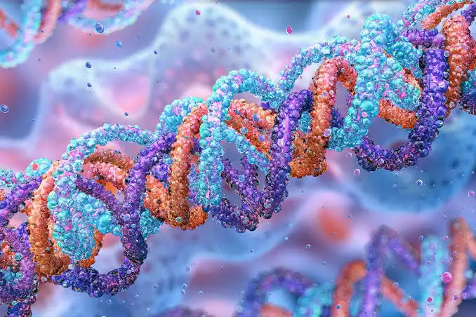 Do peptides work in skincare? Peptide science, skin delivery and evidence explained