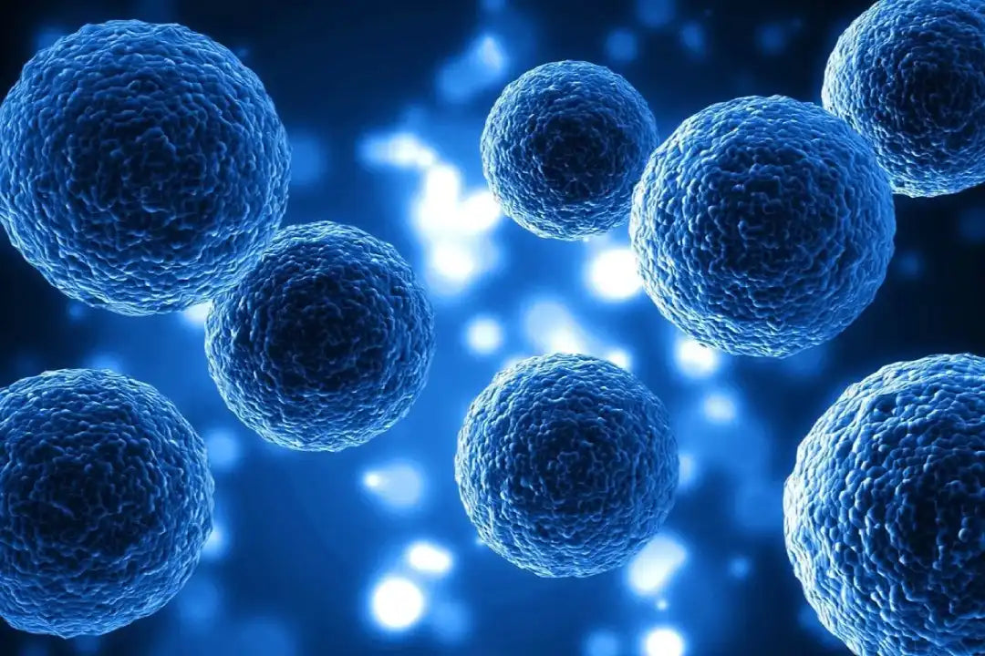 Senescent cells and cellular senescence in skin aging