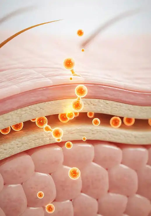 How skincare actives penetrate the skin barrier through molecular and formulation factors