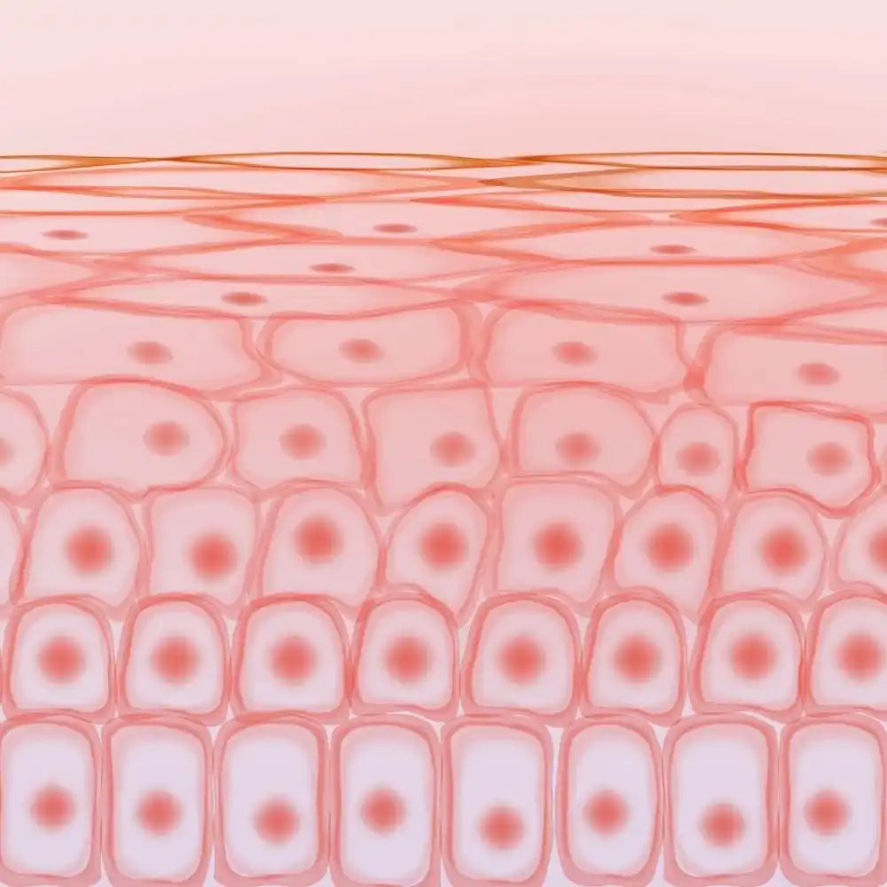 Skin Structure: Layers of Skin, Cells & Barrier Function | Boldpurity