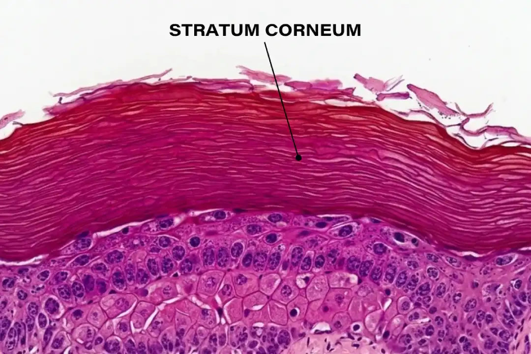 Scientific illustration of the stratum corneum and skin barrier showing corneocytes, lipids and skin hydration