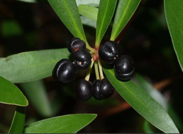 Tasmanian Pepper Extract (Tasmannia Lanceolata) for Skin: Antioxidant, Soothing & Bioactive Science | Boldpurity