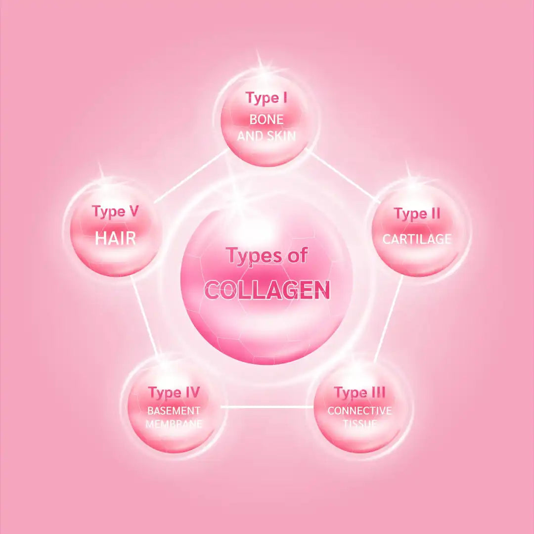 Collagen Types I, II, III, IV and V showing their roles in skin, cartilage, connective tissue, basement membrane and hair