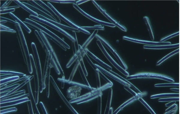 What Are Spicules? The Ingredient Behind Liquid Microneedling Serums