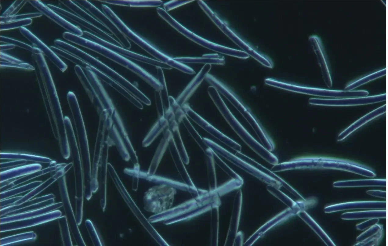 What Are Spicules? The Ingredient Behind Liquid Microneedling Serums – ingredient hero